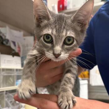 Meriweather -  Domestic Short Hair Cat for Adoption in Englewood, Florida - Meriweather | PetCurious