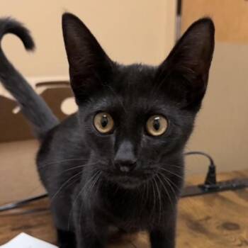 Binx -  Domestic Short Hair Cat for Adoption in Midland, Texas - Binx | PetCurious