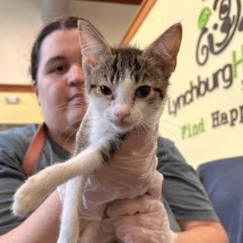 Rowlf -  Domestic Short Hair Cat for Adoption in Lynchburg, Virginia - Rowlf | PetCurious