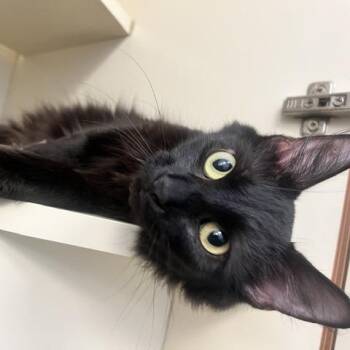 Japanese Cherry Blossom -  Domestic Medium Hair Cat for Adoption in Dayton, Ohio - Japanese Cherry Blossom | PetCurious