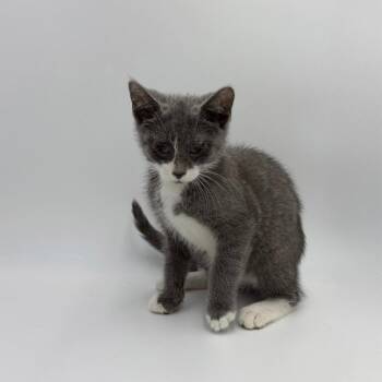 Fluffy Chiffon -  Domestic Short Hair Cat for Adoption in State College, Pennsylvania - Fluffy Chiffon | PetCurious
