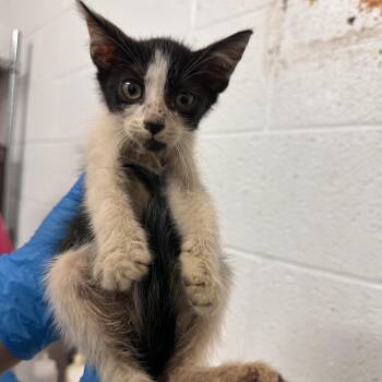 Lokito -  Domestic Short Hair Cat for Adoption in Edinburg, Texas - Lokito | PetCurious