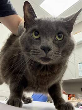 SYDNEY -  Domestic Short Hair Cat for Adoption in Indianapolis, Indiana - SYDNEY | PetCurious
