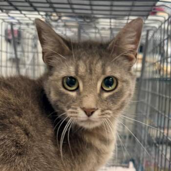 Domestic Short Hair Cats Available for Adoption in Las Cruces, New Mexico - 106067 | PetCurious