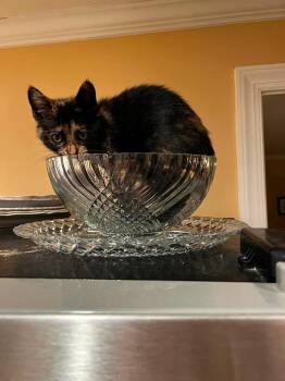 Tagalong -  Domestic Short Hair Cat for Adoption in Cary, North Carolina - Tagalong | PetCurious