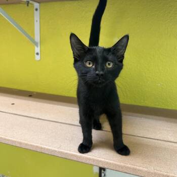 Domestic Short Hair Cats Available for Adoption in Fresno, California - Fern | PetCurious