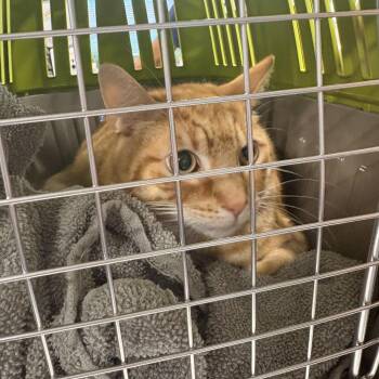 Domestic Short Hair Cats Available for Adoption in Newark, New Jersey - Star Garcia | PetCurious