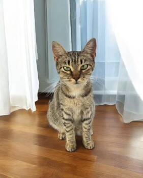 Rescue Tabby and Domestic Short Hair Cats for Adoption in Royal Palm Beach, Florida - SADIE | PetCurious