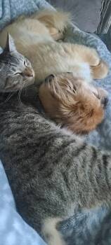 Sketti -  Domestic Short Hair Cat for Adoption in Battle Ground, Washington - Sketti | PetCurious