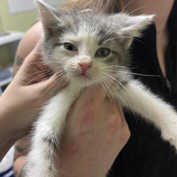 Gambino -  Domestic Short Hair Cat for Adoption in Bloomington, Illinois - Gambino | PetCurious