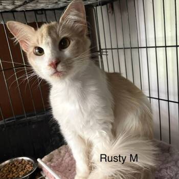 Rusty   (th) -  Domestic Medium Hair Cat for Adoption in White Bluff, Tennessee - Rusty   (th) | PetCurious