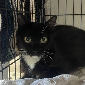 Chamoy -  Domestic Medium Hair Cat for Adoption in Rifle, Colorado - Chamoy | PetCurious
