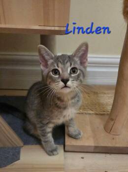 Linden -  Domestic Short Hair Cat for Adoption in Kitchener, Ontario - Linden | PetCurious