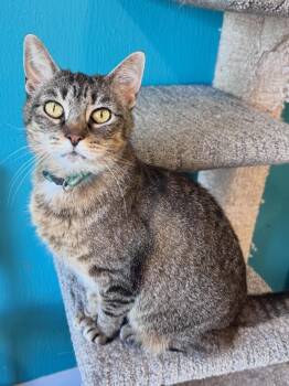 KAMIKO -  Tabby Cat for Adoption in Scottsburg, Indiana - KAMIKO | PetCurious