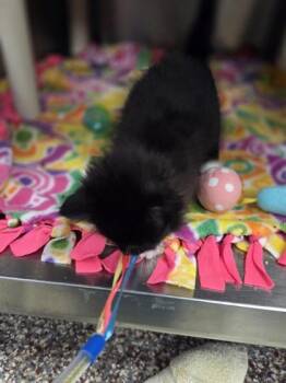 Brunch -  Domestic Short Hair Cat for Adoption in Westland, Michigan - Brunch | PetCurious