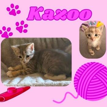 Kazoo -  Domestic Short Hair Cat for Adoption in Orangevale, California - Kazoo | PetCurious