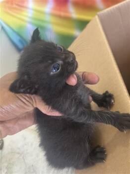 A658853 -  Domestic Short Hair Cat for Adoption in Houston, Texas - A658853 | PetCurious