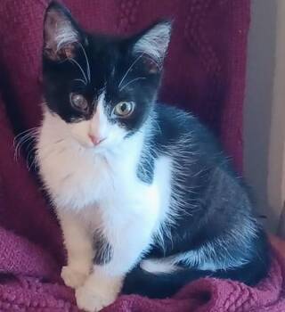 Spot -  Domestic Short Hair Cat Available for Adoption in New Hope, Pennsylvania - Spot | PetCurious