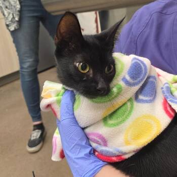 Mamba -  Domestic Short Hair Cat for Adoption in Chattanooga, Tennessee - Mamba | PetCurious