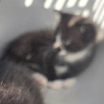 Raisin -  Domestic Short Hair Cat for Adoption in West Palm Beach, Florida - Raisin | PetCurious
