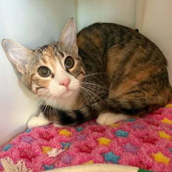 Patches - City of Industry Location -  Domestic Short Hair Cat for Adoption in Chino Hills, California - Patches - City Of Industry Location | PetCurious
