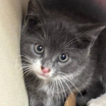 Domestic Medium Hair Cats Available for Adoption in Newark, New Jersey - Jim | PetCurious