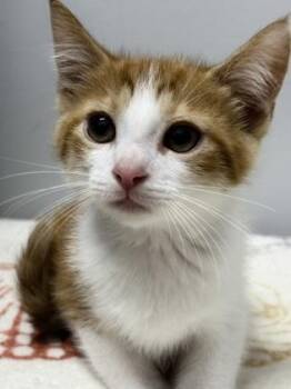 Marmalade -  Domestic Short Hair Cat for Adoption in West Chester, Pennsylvania - Marmalade | PetCurious