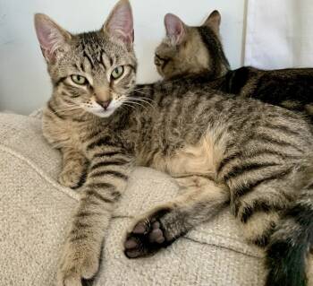Rescue Domestic Short Hair Cats for Adoption in Plymouth, Minnesota - Cupid | PetCurious