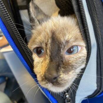 Siamese Cats Available for Adoption - Luna | PetCurious