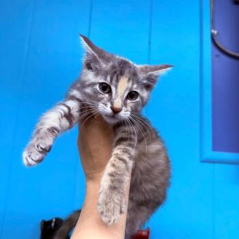 Sasha -  Domestic Short Hair Cat for Adoption - Sasha | PetCurious