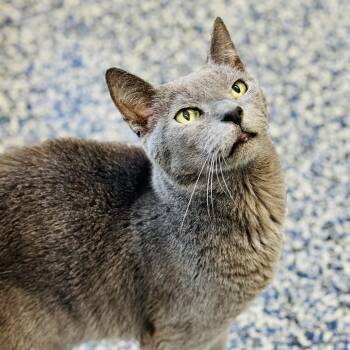 Domestic Short Hair Cats Available for Adoption in Jackson Township, New Jersey - Gandalf  | PetCurious