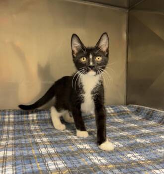 Funnel Cake -  Domestic Short Hair Cat for Adoption in Montville, New Jersey - Funnel Cake | PetCurious