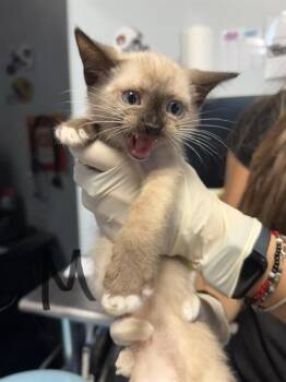 TAMSY -  Domestic Short Hair Cat for Adoption in Fort Walton Beach, Florida - TAMSY | PetCurious