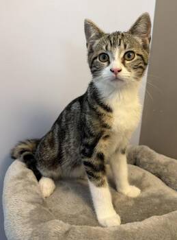 Razz -  Domestic Short Hair Cat for Adoption in Elkins, West Virginia - Razz | PetCurious