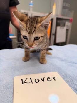 Klover -  Domestic Short Hair Cat for Adoption in Vancouver, Washington - Klover | PetCurious