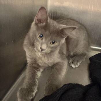 moon -  Domestic Long Hair Cat for Adoption in Englewood, Florida - Moon | PetCurious