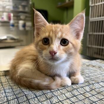 Queso -  Domestic Short Hair Cat for Adoption in Glenwood Springs, Colorado - Queso | PetCurious