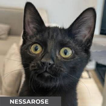 Domestic Short Hair Cats Available for Adoption - Nessarose | PetCurious