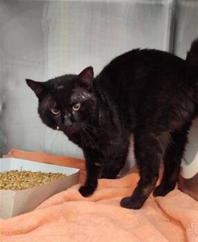 61139316 -  Domestic Short Hair Cat for Adoption in El Paso, Texas - 61139316 | PetCurious