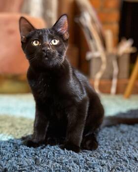 Rescue Domestic Short Hair Cats for Adoption in Columbus, Ohio - Carlisle | PetCurious