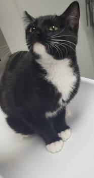 If 4 Arlene -  Domestic Short Hair Cat for Adoption in Lawrenceville, Georgia - If 4 Arlene | PetCurious
