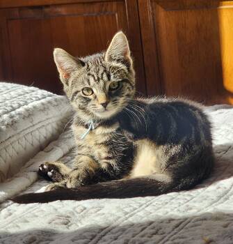 Figgy -  Tiger Cat for Adoption in Wayne, New Jersey - Figgy | PetCurious