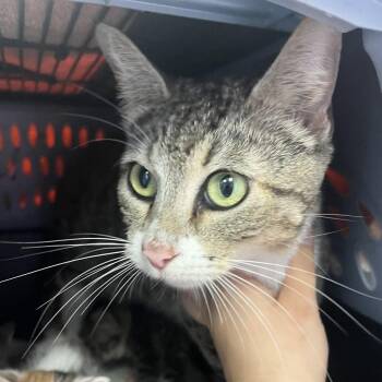 Domestic Short Hair Cats Available for Adoption in Austin, Texas - Wonder | PetCurious