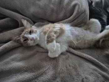 Claudia -  Domestic Medium Hair Cat for Adoption in The Woodlands, Texas - Claudia | PetCurious