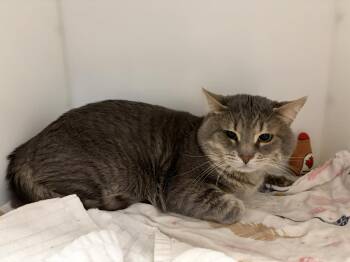 Domestic Short Hair Cats Available for Adoption in Delson, Quebec - Dumpling | PetCurious