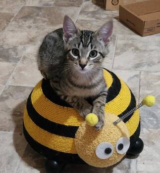 Franco (with Tessa) -  Domestic Short Hair Cat for Adoption in Silverton, Oregon - Franco (with Tessa) | PetCurious