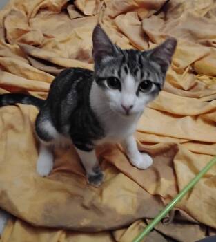 Spike -  Domestic Short Hair Cat for Adoption in Woodland, California - Spike | PetCurious