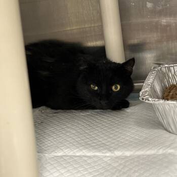 Eldrin -  Domestic Short Hair Cat for Adoption in Salt Lake City, Utah - Eldrin | PetCurious