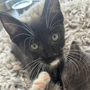 Danny -  Domestic Short Hair Cat for Adoption in Leander, Texas - Danny | PetCurious