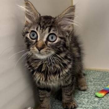 Rizzo -  Domestic Medium Hair Cat for Adoption in Manistee, Michigan - Rizzo | PetCurious